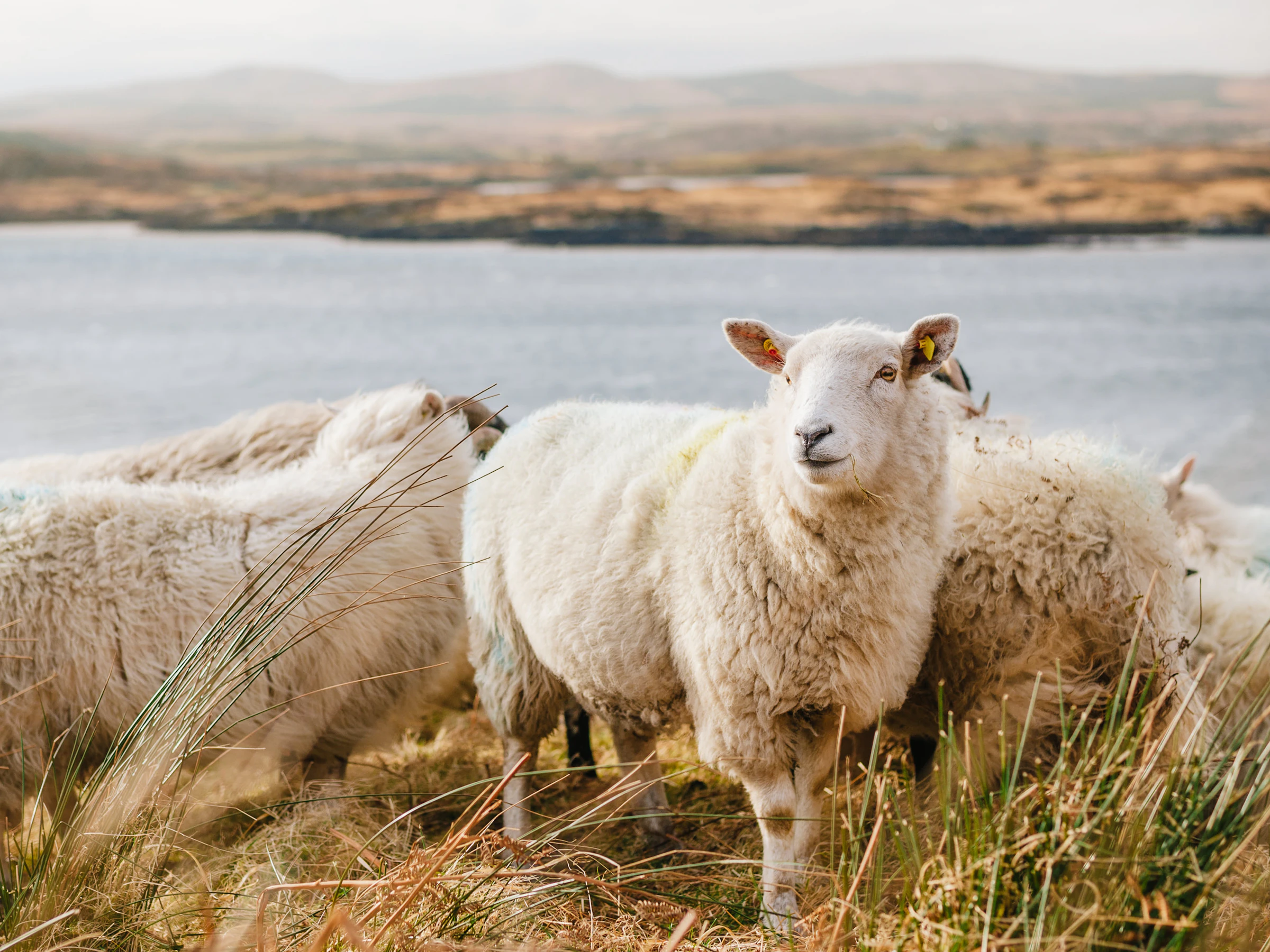 Sheep on a Westmeath farm
